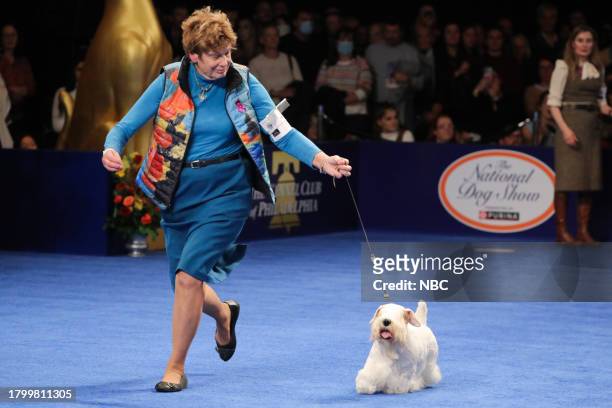 Pictured: Margery Good, Handler; 2023 National Dog Show Best In Show Winner, Sealyham Terrier named "Stache" --