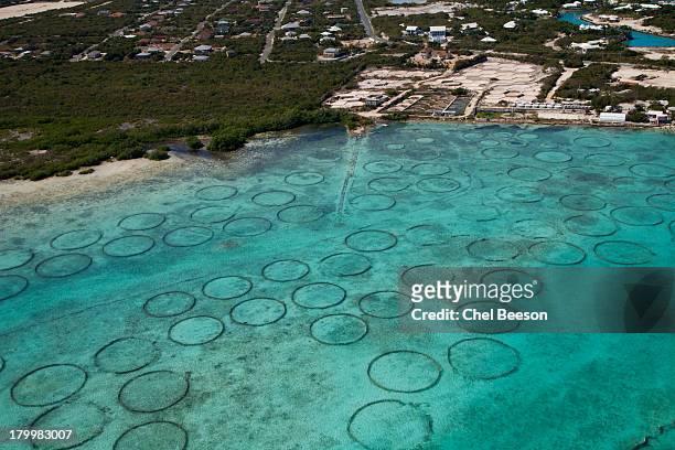 turks and caicos conch farming pens - providenciales stock pictures, royalty-free photos & images