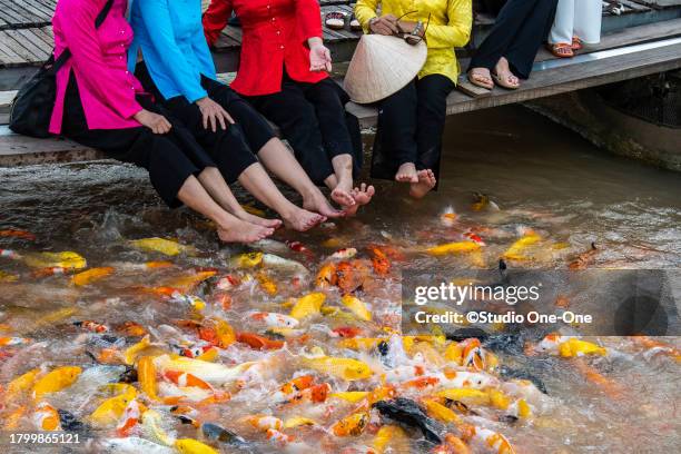 fish and toes - fish spa stock pictures, royalty-free photos & images