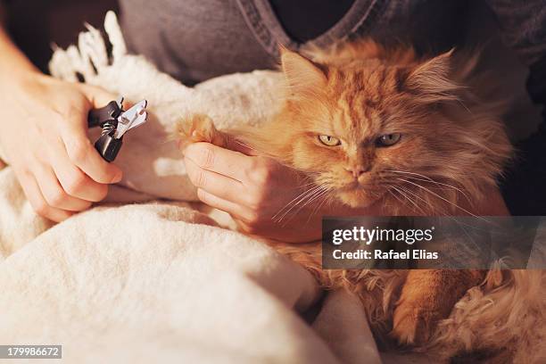 cat's getting a claw trim - nail clippers stock pictures, royalty-free photos & images