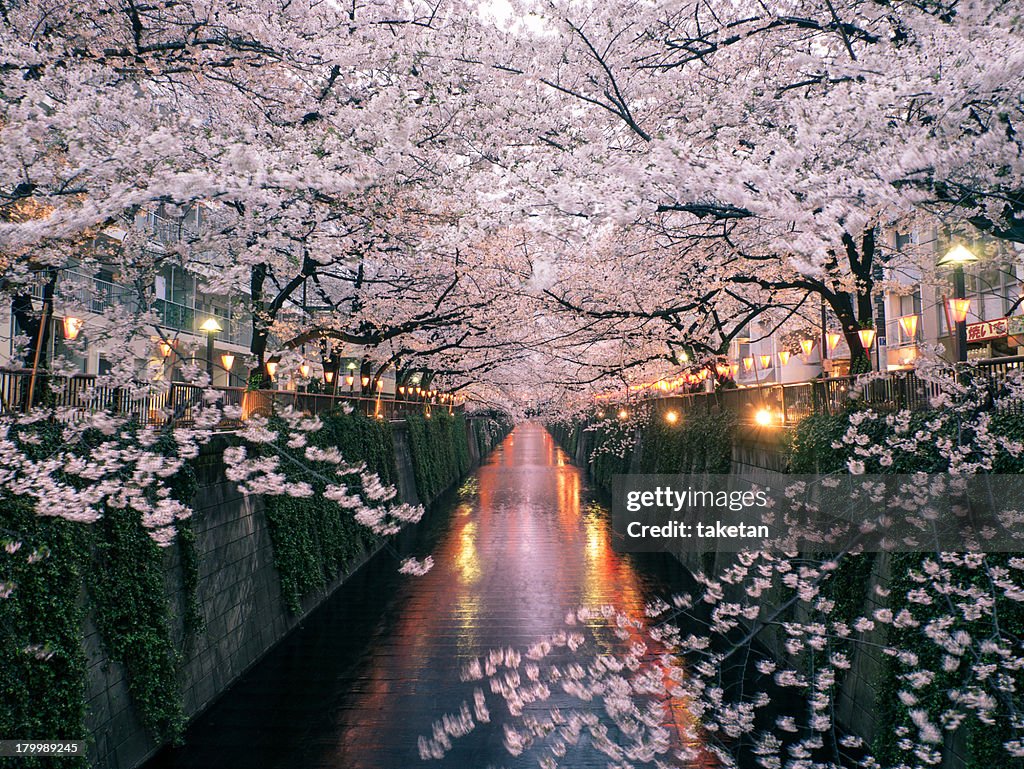 Sakura on Meguro River
