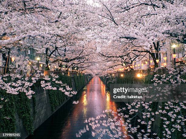 sakura on meguro river - cherry blossoms stock pictures, royalty-free photos & images