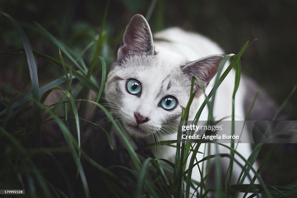 Cute blue eyed cat in the grass