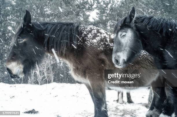 kandachime horses - higashidori stock pictures, royalty-free photos & images