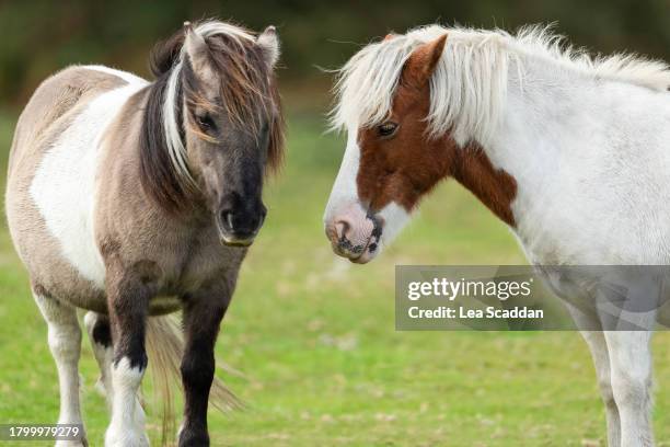 new forest ponies - two tone color stock pictures, royalty-free photos & images