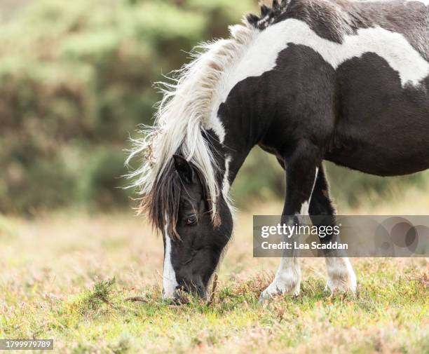 pony with dried leaves in its mane - two tone color stock pictures, royalty-free photos & images