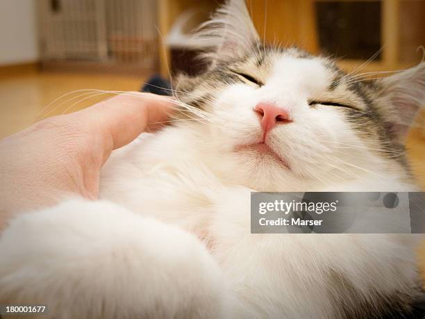 a cat with a pleased look - norwegian forest cat stock pictures, royalty-free photos & images