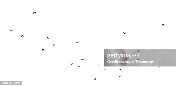 flock of birds backlit isolate - vogelschwarm formation stock-fotos und bilder