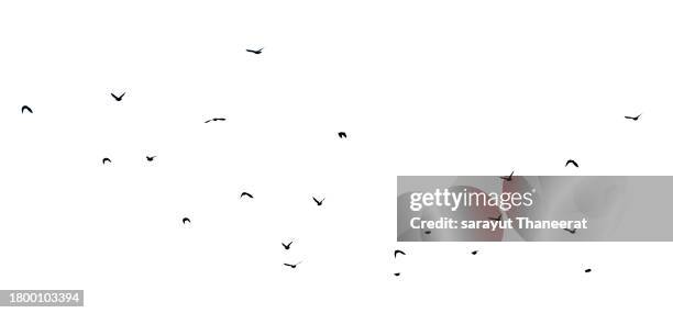 flock of birds backlit isolate - bando de pássaros imagens e fotografias de stock