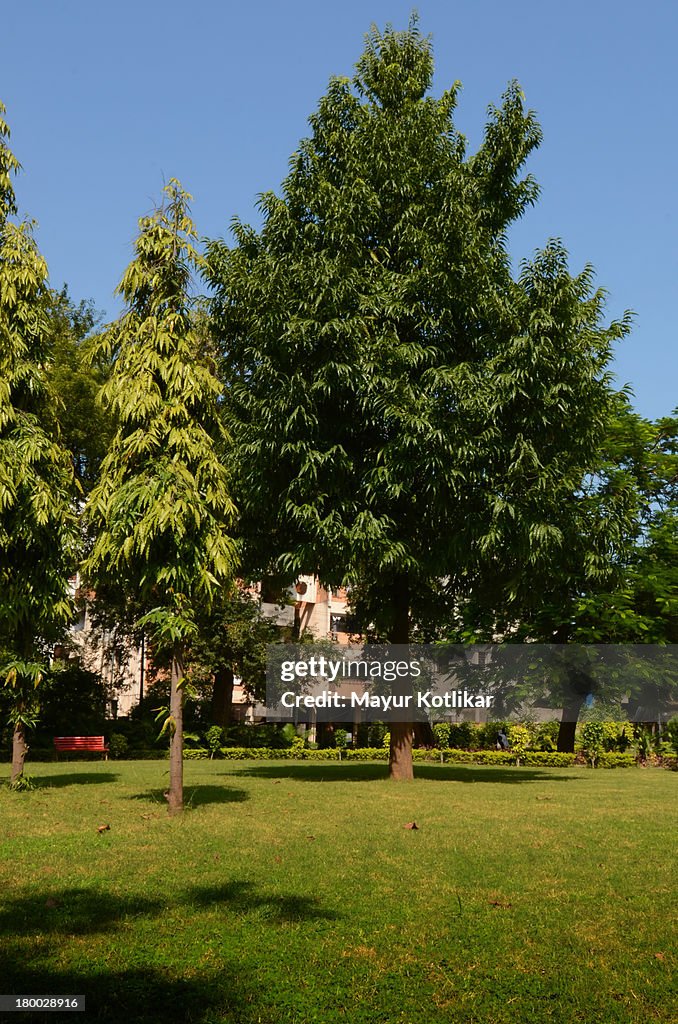 Ashako Tree Ashoka Tree High-Res Stock Photo - Getty Images