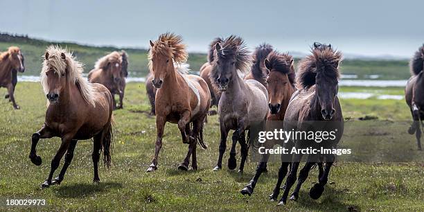 group of horses running - iceland horse stock pictures, royalty-free photos & images