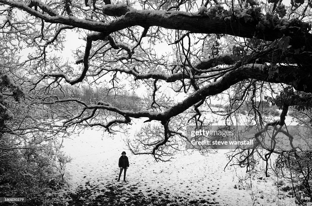 Snow scene of walker below tree