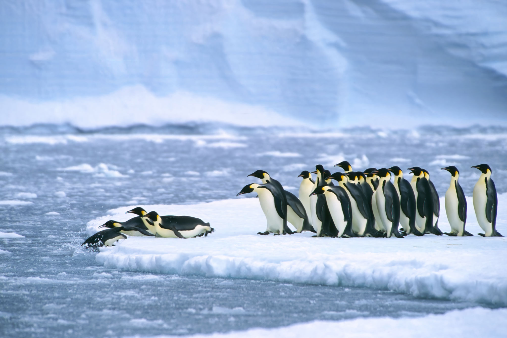 emperor penguins