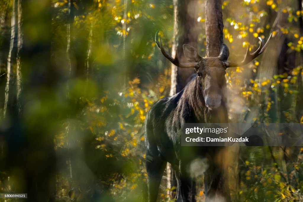 Moose (Alces alces)