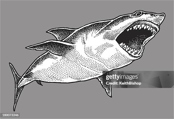 great white shark - great white shark stock illustrations