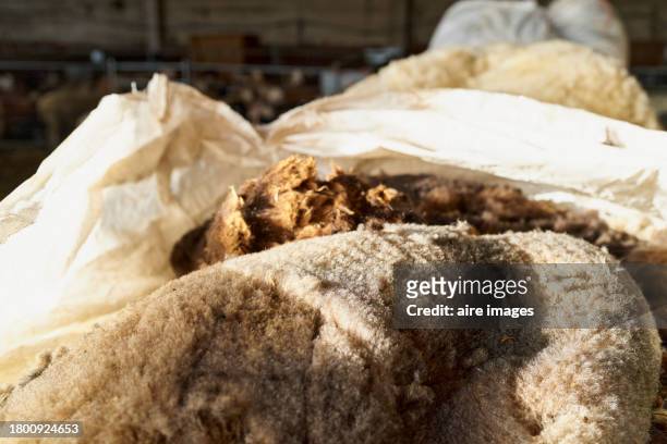 close-up view of sheep fur piled up on the farm after shearing is complete. - gold sack stock pictures, royalty-free photos & images