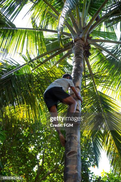 toddy tapping - coconut palm tree stock pictures, royalty-free photos & images