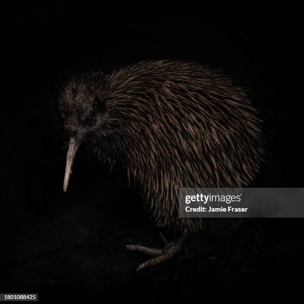 schwarzer hintergrund braune kiwi nahaufnahme - flugunfähiger vogel stock-fotos und bilder
