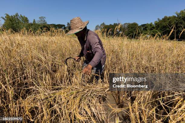 Farmer Hand Rice Photos and Premium High Res Pictures - Getty Images
