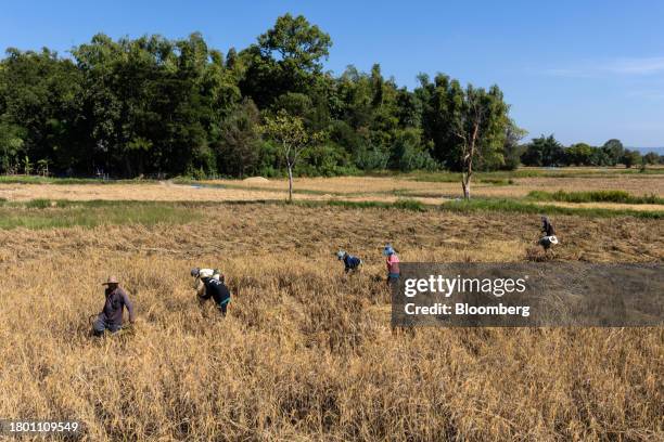 Farmer Hand Rice Photos and Premium High Res Pictures - Getty Images