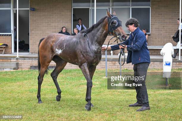 Brain Fog after winning the Cottrills Plumbing & Page Electrical Maiden Plate at Penshurst Racecourse on November 25, 2023 in Penshurst, Australia.