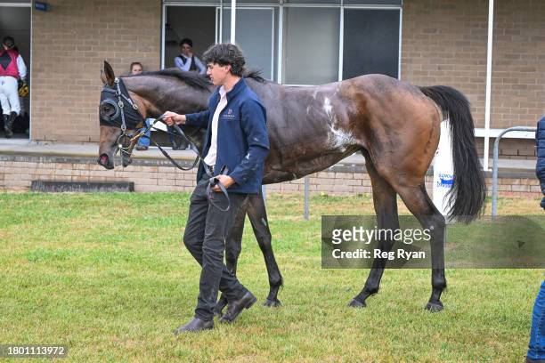 Brain Fog after winning the Cottrills Plumbing & Page Electrical Maiden Plate at Penshurst Racecourse on November 25, 2023 in Penshurst, Australia.