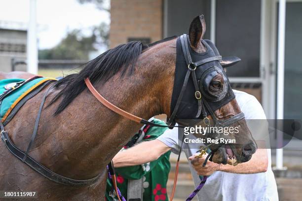 Stirrup after winning the Dunkeld & District Bendigo Bank BM52 Handicap at Penshurst Racecourse on November 25, 2023 in Penshurst, Australia.