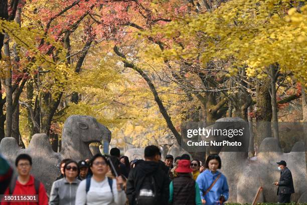 Tourists are playing on the 600-meter-long Shixiang Road at the Ming Xiaoling Mausoleum, a World Cultural Heritage site, in Nanjing, China, on...
