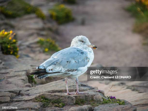 juvenile herring gull at the cap frehel (fréhel), cotes-d'armor, brittany (bretagne), western france. - cap fréhel stock pictures, royalty-free photos & images