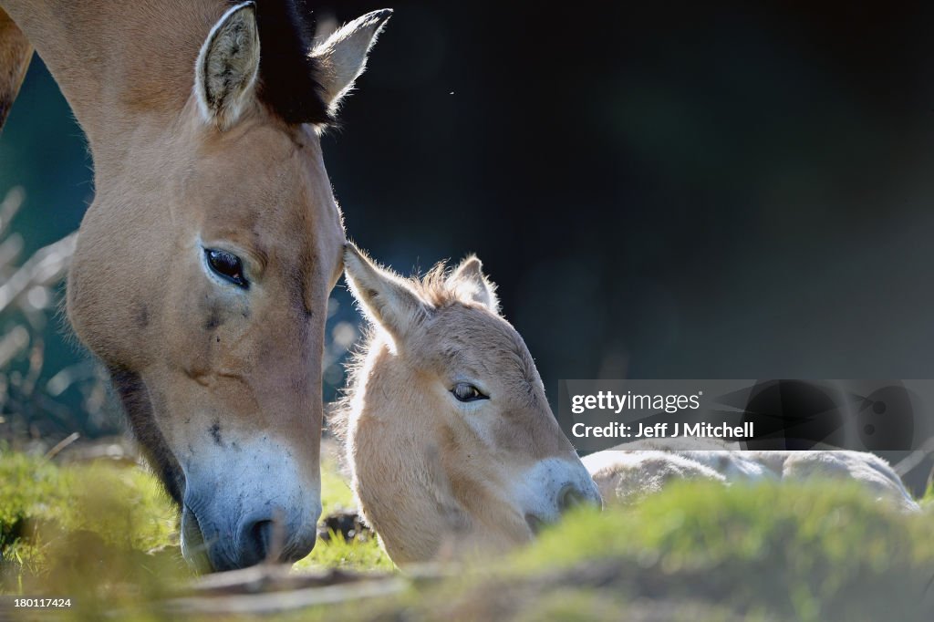 First New-Born Przewalski's Foal In Five Years At The Highland Wildlife Park