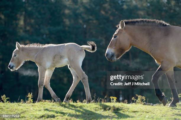Ieda 12-year-old mare with her new Przewalski foal at the Highland Wildlife Park on September 9, 2013 in Kingussie, Scotland. The foal born on the...