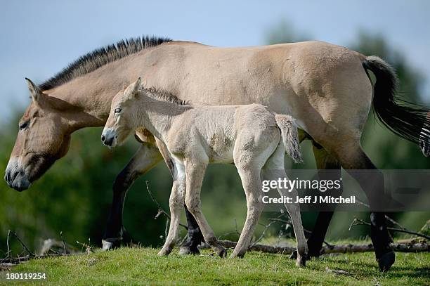 Ieda 12-year-old mare with her new Przewalski foal at the Highland Wildlife Park on September 9, 2013 in Kingussie, Scotland. The foal born on the...