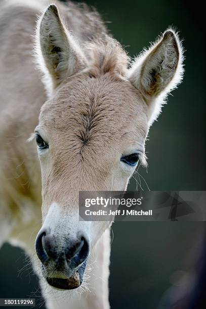The new Przewalski foal is welcomed into the Highland Wildlife Park on September 9, 2013 in Kingussie, Scotland. The foal born on the 2nd September...