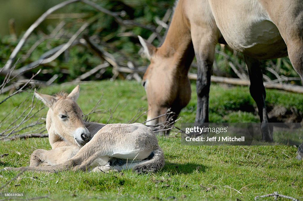 First New-Born Przewalski's Foal In Five Years At The Highland Wildlife Park