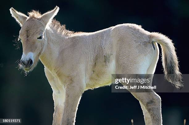 The new Przewalski foal is welcomed into the Highland Wildlife Park on September 9, 2013 in Kingussie, Scotland. The foal born on the 2nd September...