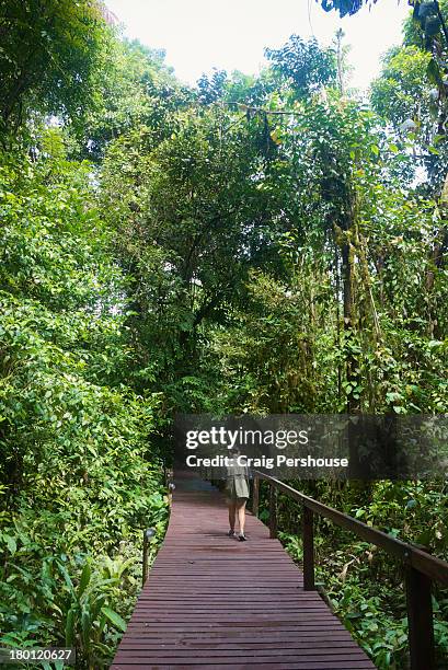 woman hiking along boardwalk through jungle - gunung mulu national park stock pictures, royalty-free photos & images