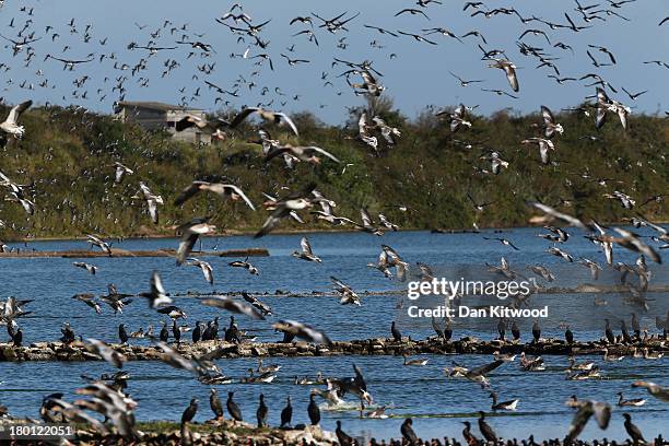 Greylag Geese and Waders flock together seeking new feeding grounds during the incoming tide at the RSPB's Snettisham Nature reserve on September 09,...