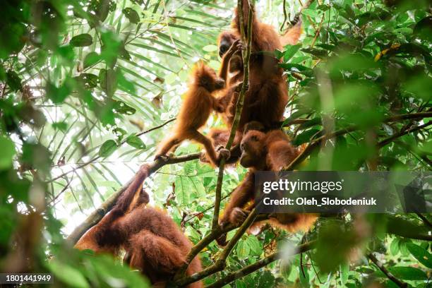 grupo de orangutanes sentados en el árbol en las selvas del norte de sumatra - protección-de-fauna-salvaje fotografías e imágenes de stock