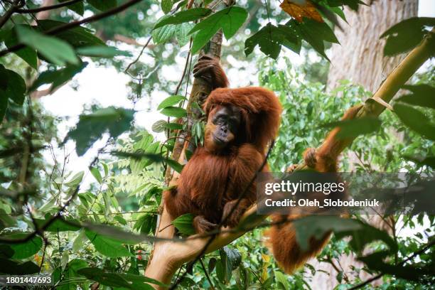 mother orangutang nurturing baby orangutangs in the forest of north sumatra - abelii stock pictures, royalty-free photos & images