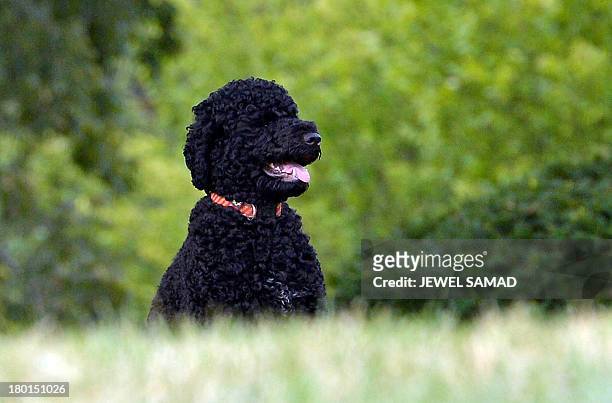 President Barack Obama's family dog Sunny, a Portuguese water dog who arrived at the White House on August 19, 2013 and was born in June 2013, is...