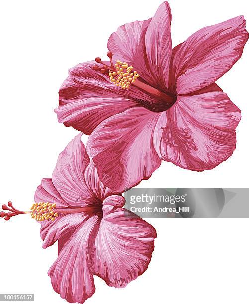 Flores De Hibiscos De Vector Realista Aislado Sobre Fondo Blanco  Ilustración de stock - Getty Images