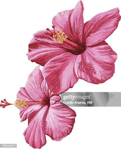 Flores De Hibiscos De Vector Realista Aislado Sobre Fondo Blanco Ilustración de stock - Getty Images Flores De Hibiscos De Vector Realista Aislado Sobre Fondo Blanco Ilustración de stock - Getty Images