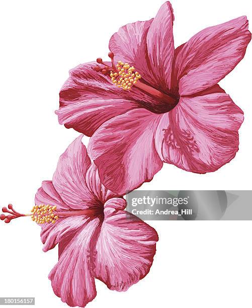 stockillustraties, clipart, cartoons en iconen met 2 pink hibiscus flowers on a white background - meeldraad