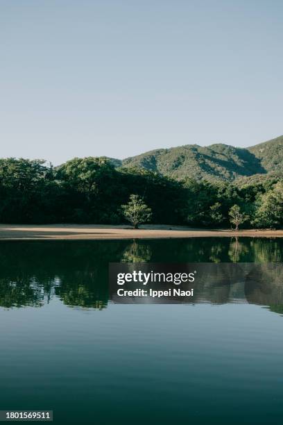 mangrove river, iriomote island, okinawa, japan - insel iriomote stock-fotos und bilder