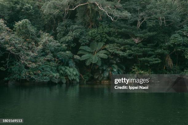 jungle river, iriomote island, okinawa, japan - insel iriomote stock-fotos und bilder