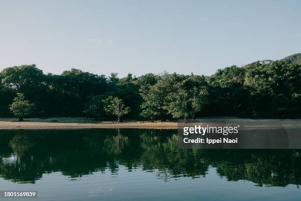 mangrove river, iriomote island, okinawa, japan - insel iriomote stock-fotos und bilder