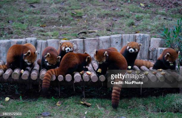 Red pandas are playing at Chongqing Zoo in Chongqing, China, on November 25, 2023.