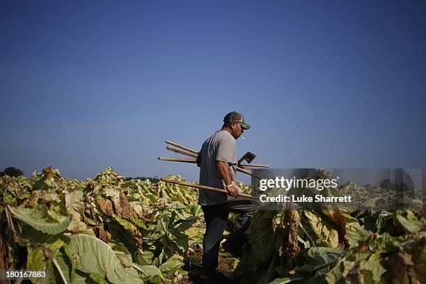 Migrant worker Joaquin Garcia of Mexico carries spare tobacco stakes while harvesting Burley tobacco grown by Tucker Farms September 9, 2013 in...