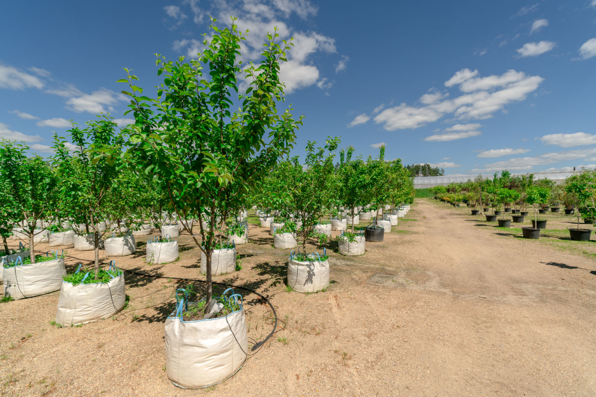 landscaping benefits
