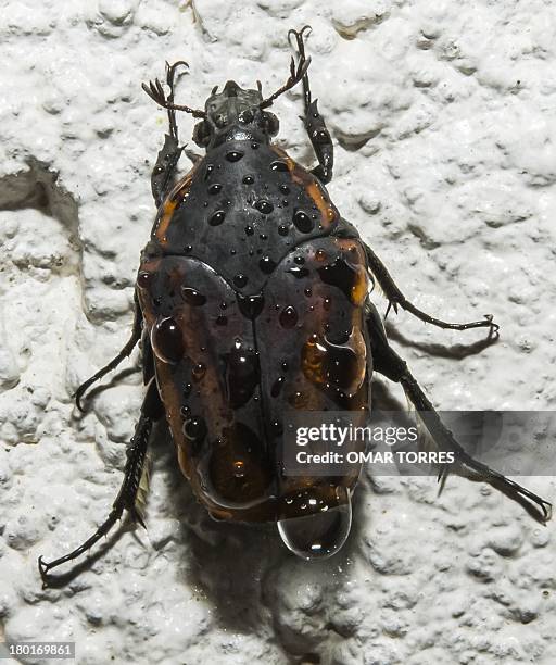 An American Burying Beetle covered with raindrops, climbs a wall in a garden in Mexico City on September 9, 2013. AFP PHOTO/OMAR TORRES